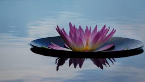 Yoga_und_Resilienz_Anja_Kellermann_groß